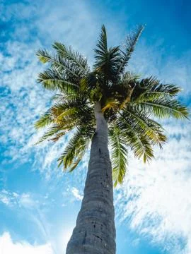 Low angle view of high coconut tree and the bright sunlight in the daytime Foto stock