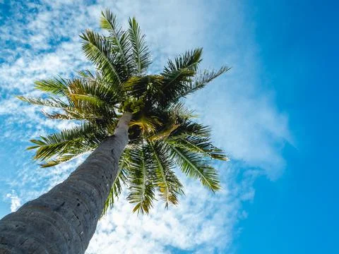 Low angle view of high coconut tree and the bright sunlight in the daytime Foto stock