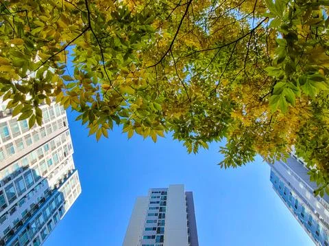 Low angle view of high-rise apartment building with colored leaves Stock Photos