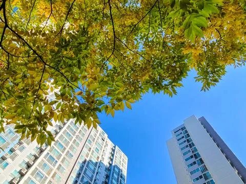 Low angle view of high-rise apartment building with colored leaves Stock Photos