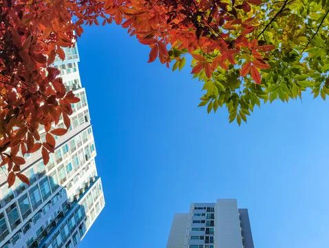 Low angle view of high-rise apartment building with colored leaves Stock Photos