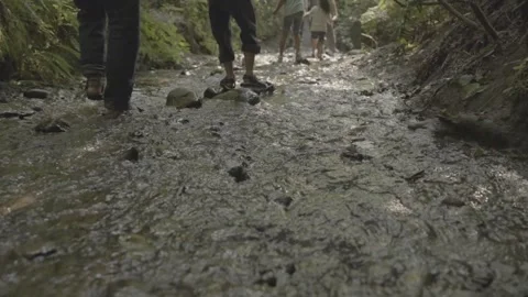 Low-Angle View of Hikers Walking Along Muddy Forest Trail on Vancouver Island Stock Footage 341435427