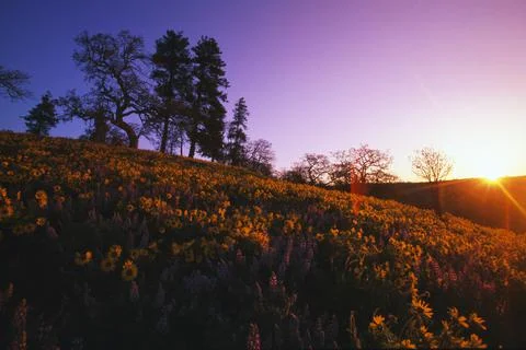 Low-Angle View Of Hill At Sunset With Trees And Blooming Flowers. Stock Photos