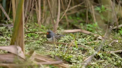 Low-angle view of a Himalayan Rubythroat’s feeding routine. Video stock 332220526