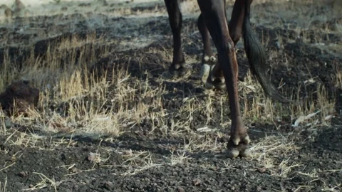 Low angle view of hoofed animal carefully stepping in woodland slow motion Stock Footage 131211607