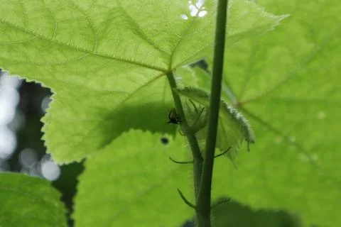 Low angle view of a horn Cicada insect sitting on stem of a Musk mallow plant 写真素材