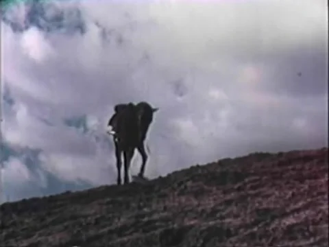Low angle view of horse pawing the ground at top of hill, 1950s Stock Footage 58858728