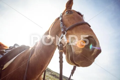 Low Angle View Of Horse