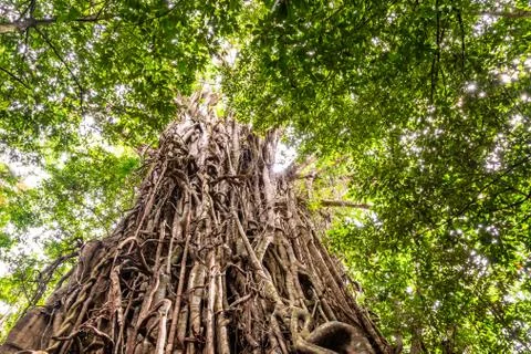 Low angle view of a huge Australian strangler fig tree Stock Photos