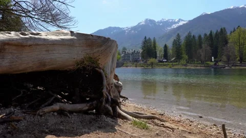 Low angle view of huge stump on shore of lake Bohinj, Slovenia Stock Footage 191048108