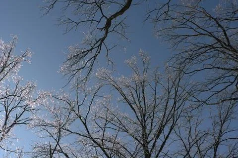 Low angle view of icy tree branches against clear blue sky. Stock Photos