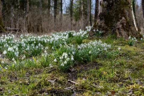 Low angle view of illuminated forest floor with white snowdrops and tree trun Stock-Fotos