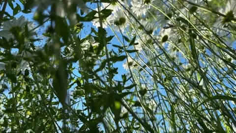 Low angle view inside chamomile meadow rising to sky. Camera moves upward t.. Stock Footage 340144658