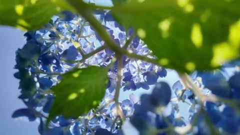 Low-Angle View from Inside Hydrangea Flower Head Stock Footage 341669824