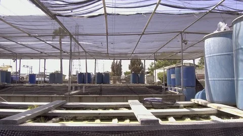 Low Angle View of Inside Koi Fish Pond Garden Stock Footage 94644791