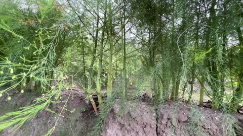 Low Angle View Inside Mature Asparagus Row with Tall Stems and Flowers Stock Footage 340097292