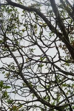 Low angle view of intersecting tree branches and leaves against an overcast sky Stock Photos