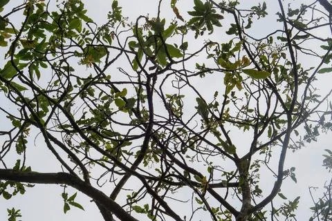Low angle view of intersecting tree branches and leaves against an overcast sky Stock Photos