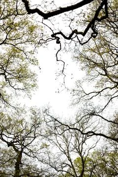 Low angle view of intertwined tree branches with new leaves pointing towards the Stock Photos