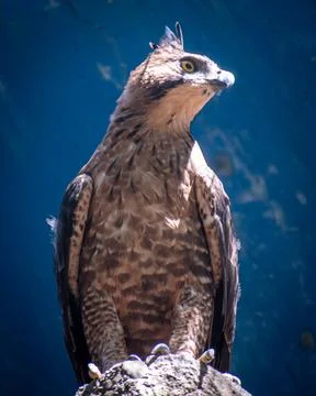 Low angle view of the Javan hawk-eagle (Nisaetus bartelsi) Stock Photos