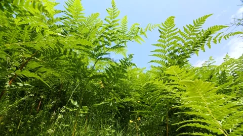 Low angle view of juicy green farn in Austria Stock Footage 158623325