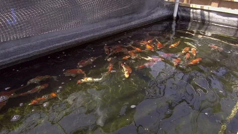 Low Angle View of Koi Carps Pond Stock Footage 94644783