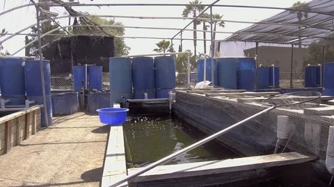 Low Angle View of Koi Fish Garden Stock Footage 94644949