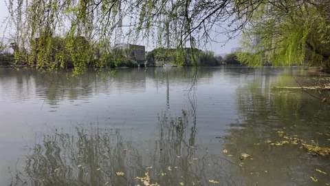 Low Angle View of Lake through Weeping Willow Branches in Spring Video stock 331572346