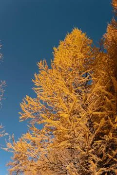Low Angle View of Larch Tree in Golden Autumn Colors Against Blue Sky Stock Photos