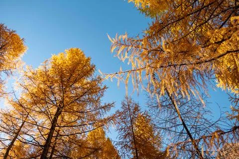 Low Angle View of Larch Trees in Golden Autumn Colors Against Blue Sky Stock Photos