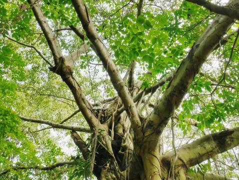 Low Angle View of Large Banyan Tree Trunk and Canopy Stock Photos