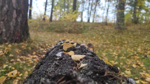 Low Angle View Of A Large Fallen Mossy Log On The Forest Floor Stock Footage 348526928