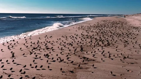 A low angle view of a large flock of sandpipers standing on an empty beach Stock Footage 264801280