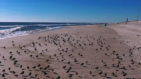 A low angle view of a large flock of sandpipers standing on an empty beach Stock Footage 264801287