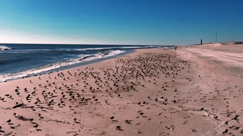A low angle view of a large flock of sandpipers just standing on an empty Stock Footage 264801310