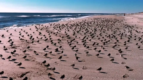 A low angle view of a large flock of sandpipers standing on an empty beach Stock Footage 264802585