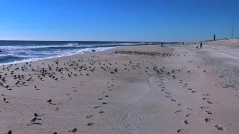 A low angle view of a large flock of sandpipers standing on an empty beach Stock Footage 264802631