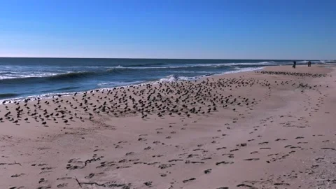 A low angle view of a large flock of sandpipers sunbathing on an empty Stock Footage 264802655