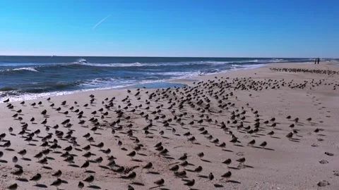 A low angle view of a large flock of sandpipers sunbathing on an empty Stock Footage 264802674