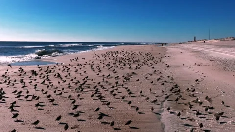 A low angle view of a large flock of sandpipers standing on an empty beach Stock Footage 264802692