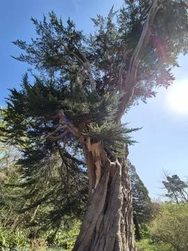 Low angle view of a large gnarled tree trunk and spreading branches against.. 写真素材