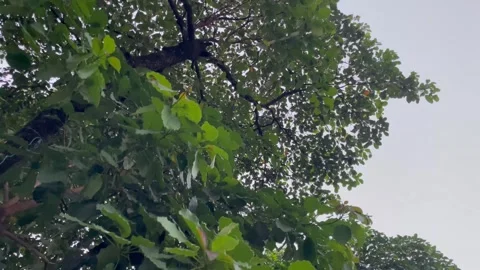 Low angle view of large green tree canopy against an overcast sky 库存影片 346544641