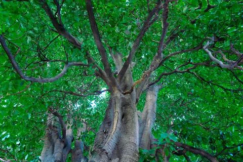 Low angle view of large green tree canopy Stock Photos
