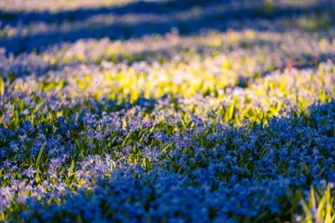 Low angle view of large group of blue blooming squill flowers in public park  Stock Photos