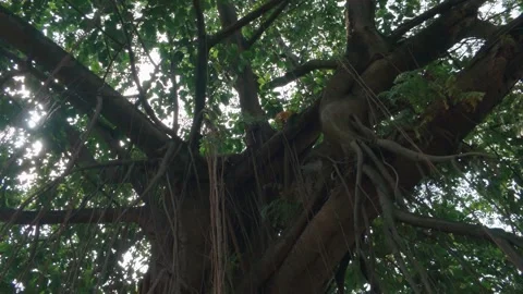 Low angle view of large old tree with hanging aerial roots and thick branches. Video stock 343371085