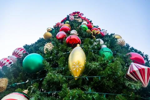 Low Angle View of Large Outdoor Christmas Tree with Colorful Ornaments Stock Photos