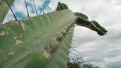 Low angle view of a large, spiky cactus reaching towards a dynamic sky, sho.. Foto stock