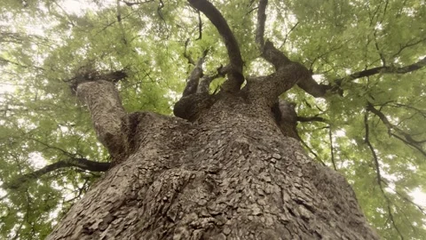 Low-angle view of a large tamarind tree Видео 318596291