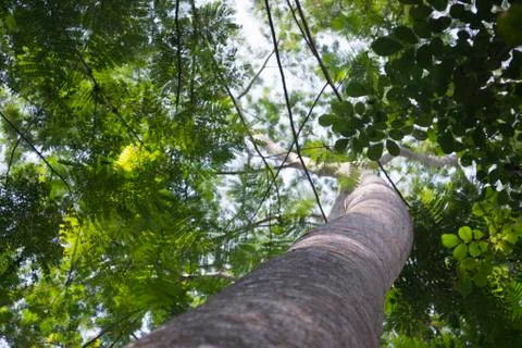 Low Angle View Of Large Tree In The Forest Soaring Into The The Sky Stock Photos