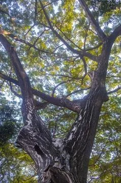Low angle view of a large tree in the middle of a forest or in a national p.. Stock Photos